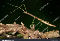 What Do Phasmids Eat? Stick Insect Feeding Guide