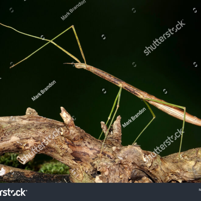 What Do Phasmids Eat? Stick Insect Feeding Guide