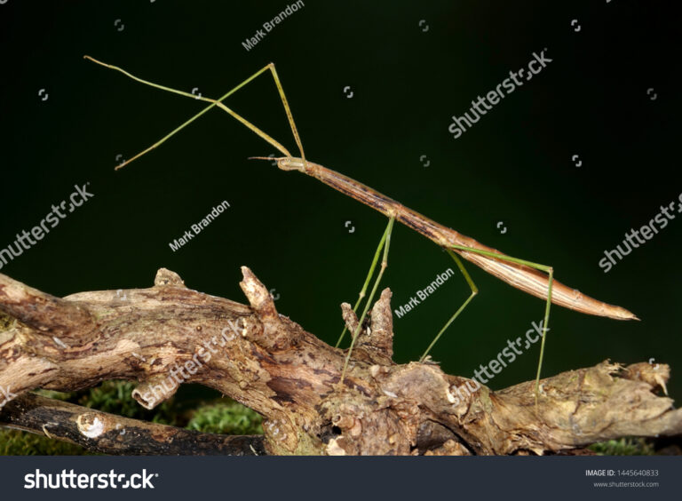 What Do Phasmids Eat? Stick Insect Feeding Guide