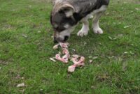 What Do I Do If My Dog Eats Chicken Bones? Emergency Steps Explained