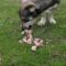 What Do I Do If My Dog Eats Chicken Bones? Emergency Steps Explained