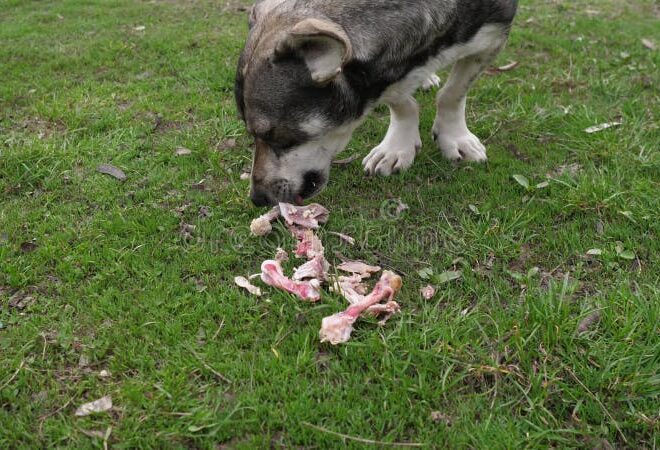 What Do I Do If My Dog Eats Chicken Bones? Emergency Steps Explained