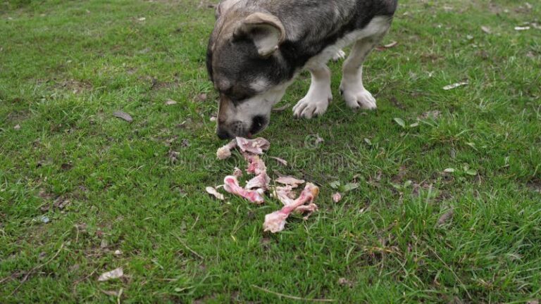 What Do I Do If My Dog Eats Chicken Bones? Emergency Steps Explained