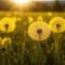 What Do Dandelions Represent? Resilience Healing and Hope