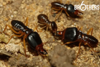 What Do Baby Termites Look Like? Identifying Early Infestation Signs