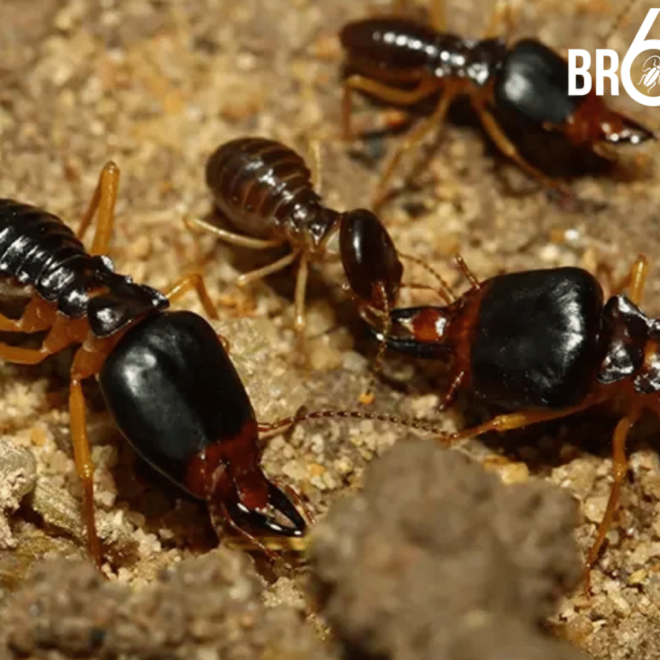 What Do Baby Termites Look Like? Identifying Early Infestation Signs