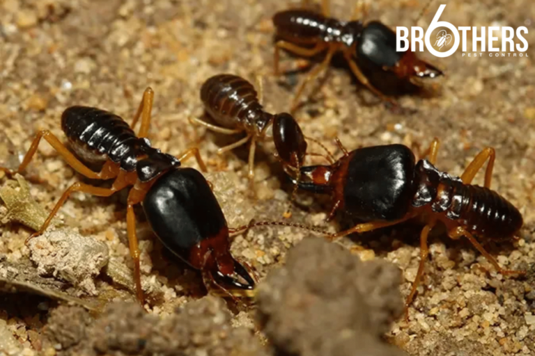 What Do Baby Termites Look Like? Identifying Early Infestation Signs
