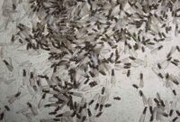 What Do Termite Wings Look Like? How to Identify a Swarm Fast