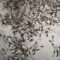 What Do Termite Wings Look Like? How to Identify a Swarm Fast