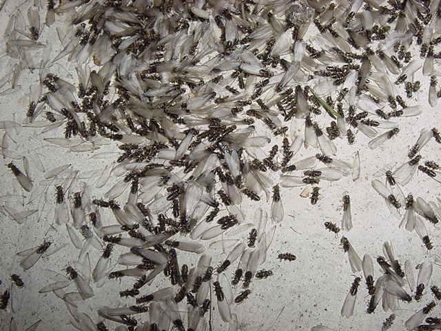 What Do Termite Wings Look Like? How to Identify a Swarm Fast
