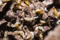 What Do Termites Sound Like? Clicking Noises and Infestation Clues