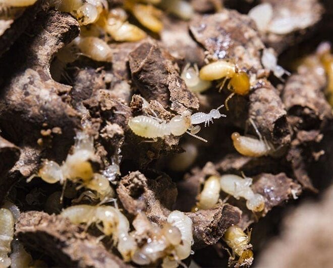 What Do Termites Sound Like? Clicking Noises and Infestation Clues