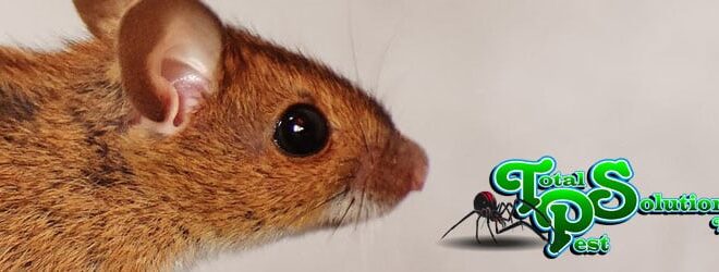 What Do Mice Bites Look Like? Identification and Health Risks