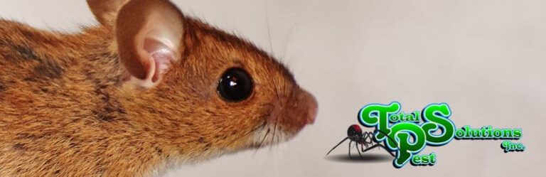 What Do Mice Bites Look Like? Identification and Health Risks