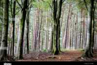 What Do Trees Look Like in Different Seasons? Nature’s Annual Transformation