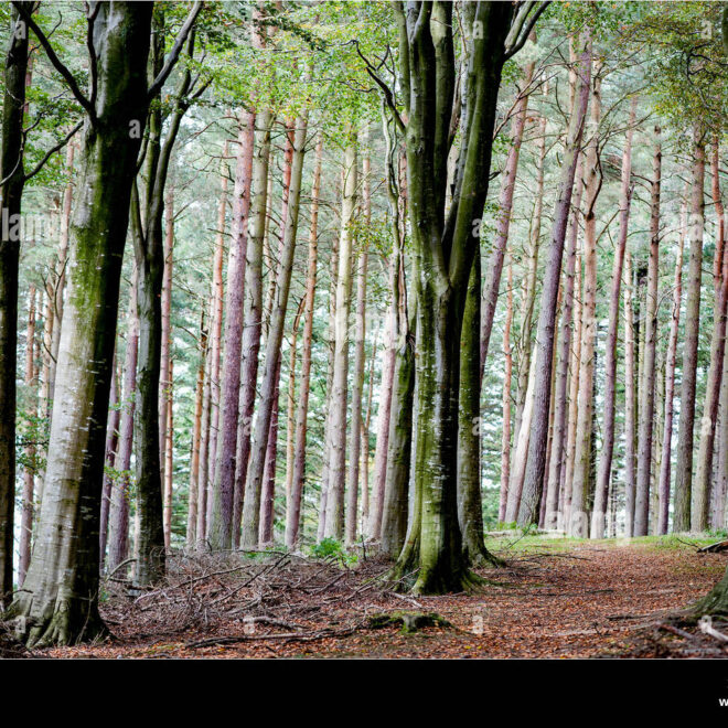 What Do Trees Look Like in Different Seasons? Nature’s Annual Transformation