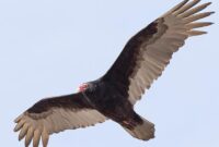 What Does a Vulture Look Like? Size Features and Identification Guide