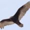 What Does a Vulture Look Like? Size Features and Identification Guide