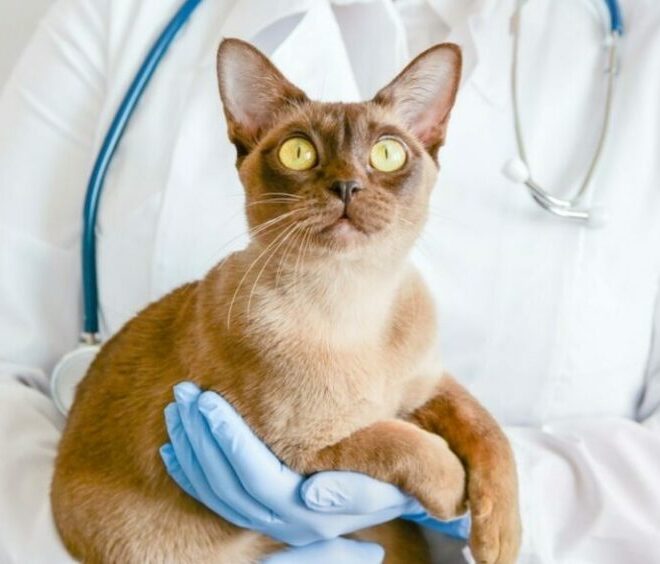 What Do Seizures in Cats Look Like? Warning Signs and Vet Advice