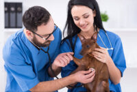 What Do Vet Techs Do? Daily Duties Salary and Career Path