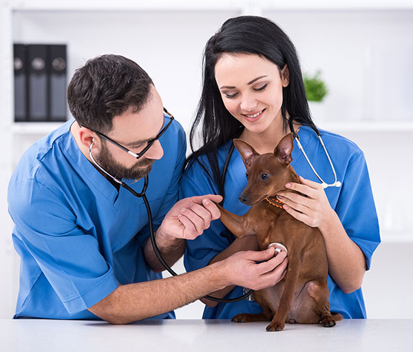 What Do Vet Techs Do? Daily Duties Salary and Career Path