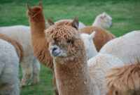 What Do Alpacas Eat? Proper Diet and Feeding Schedule Guide