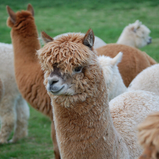 What Do Alpacas Eat? Proper Diet and Feeding Schedule Guide