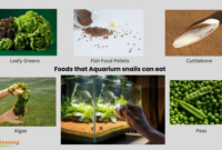 What Do Water Snails Eat? Aquarium Cleanup Crew Feeding Guide