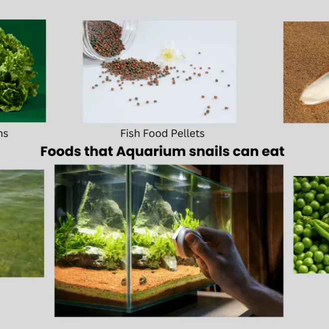 What Do Water Snails Eat? Aquarium Cleanup Crew Feeding Guide
