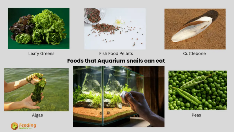 What Do Aquarium Snails Eat? Tank Cleanup and Feeding Guide