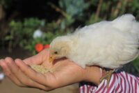 What Do Baby Chickens Eat? Safe Starter Foods and Feeding Tips