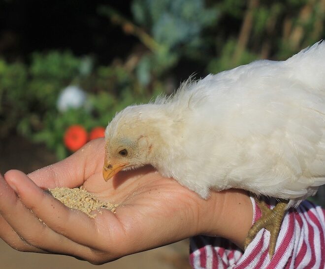 What Do Baby Chickens Eat? Safe Starter Foods and Feeding Tips