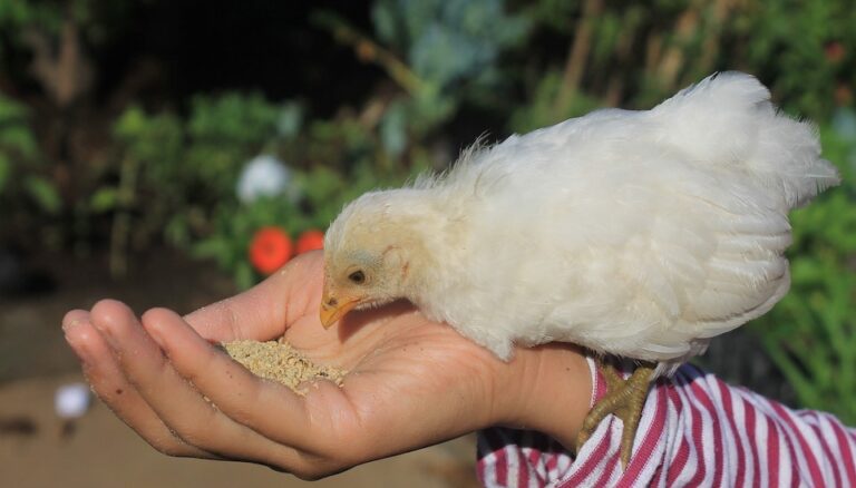 What Do Baby Chickens Eat? Safe Starter Foods and Feeding Tips