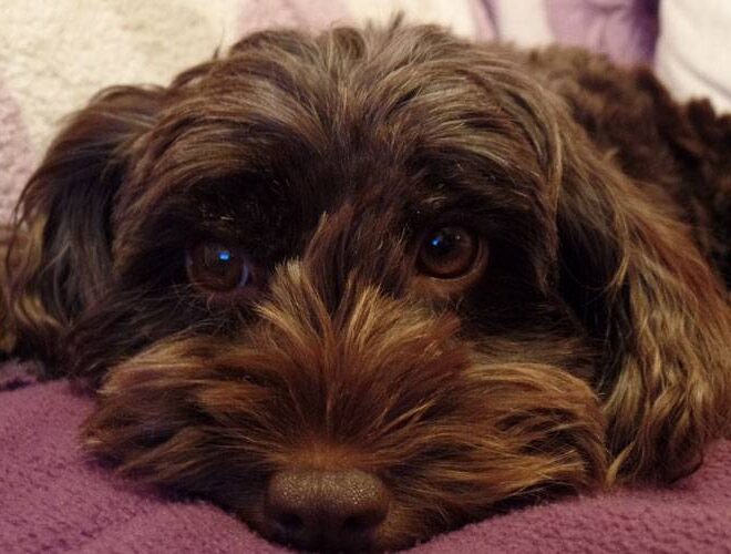 What Do Cockapoos Usually Die From? Lifespan and Health Risks