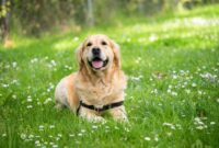What Do Golden Retrievers Eat? Healthy Diet and Feeding Tips