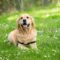 What Do Golden Retrievers Eat? Healthy Diet and Feeding Tips