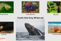 What Do Gray Whales Eat? Ocean Feeding Secrets Explained