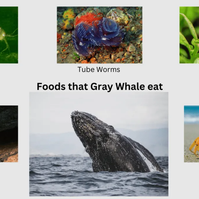 What Do Gray Whales Eat? Ocean Feeding Secrets Explained