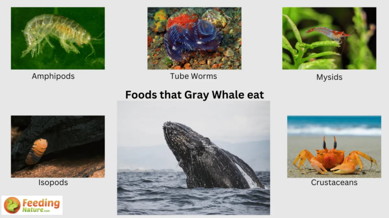 What Do Gray Whales Eat? Ocean Feeding Secrets Explained