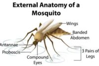 What Do Mosquitoes Look Like? Identification and Anatomy Guide