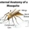 What Do Mosquitoes Look Like? Identification and Anatomy Guide