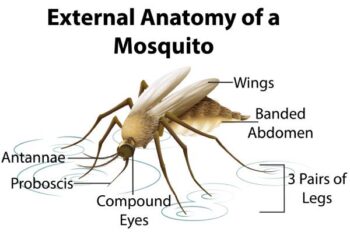 What Do Mosquitoes Look Like? Identification and Anatomy Guide