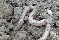 What Do Nightcrawlers Eat? Worm Feeding Guide for Bait and Compost
