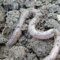 What Do Nightcrawlers Eat? Worm Feeding Guide for Bait and Compost