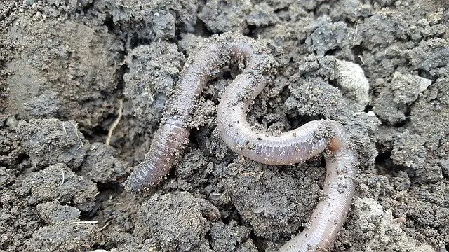 What Do Nightcrawlers Eat? Worm Feeding Guide for Bait and Compost