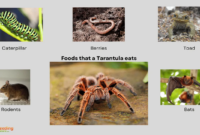 What Do Tarantulas Eat? Feeding Schedules and Prey Choices