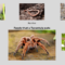 What Do Tarantulas Eat? Feeding Schedules and Prey Choices