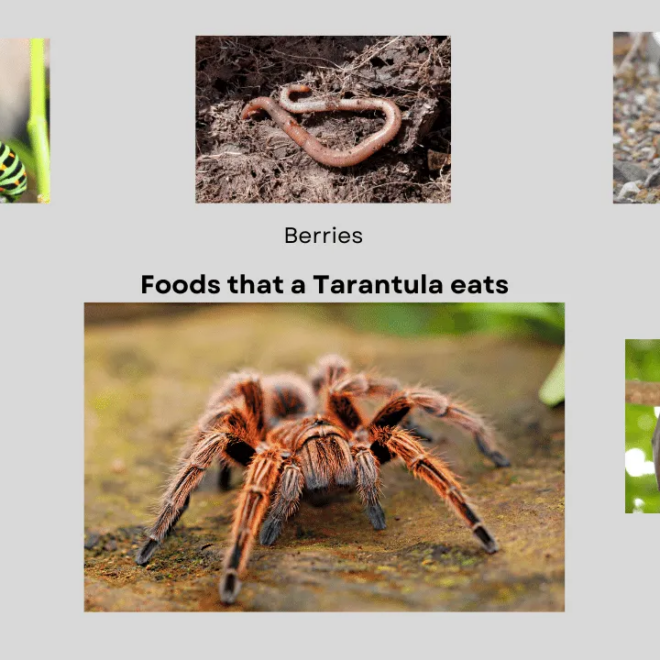 What Do Tarantulas Eat? Feeding Schedules and Prey Choices