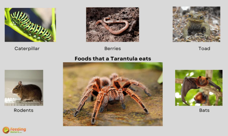 What Do Tarantulas Eat? Feeding Schedules and Prey Choices