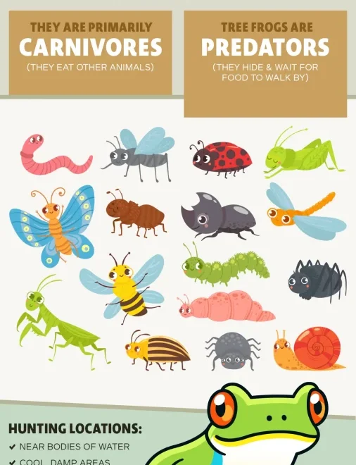 What Do Grey Tree Frogs Eat? Backyard and Terrarium Diets